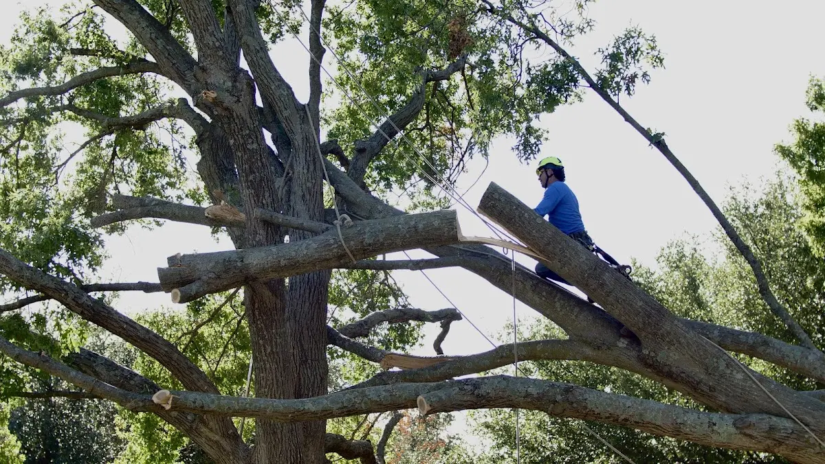 Professional Crown Thinning performed by certified arborists in Caruthersville