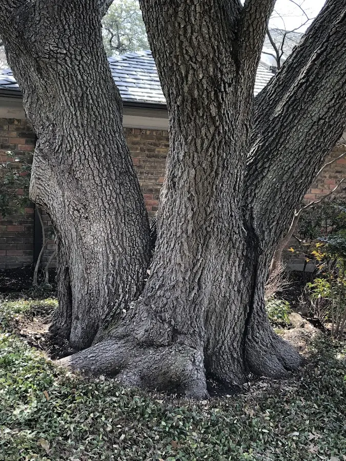 Mature heritage tree close to a Caruthersville property cared for by certified arborists